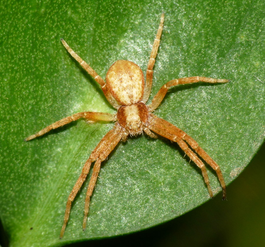 Philodromus sp.